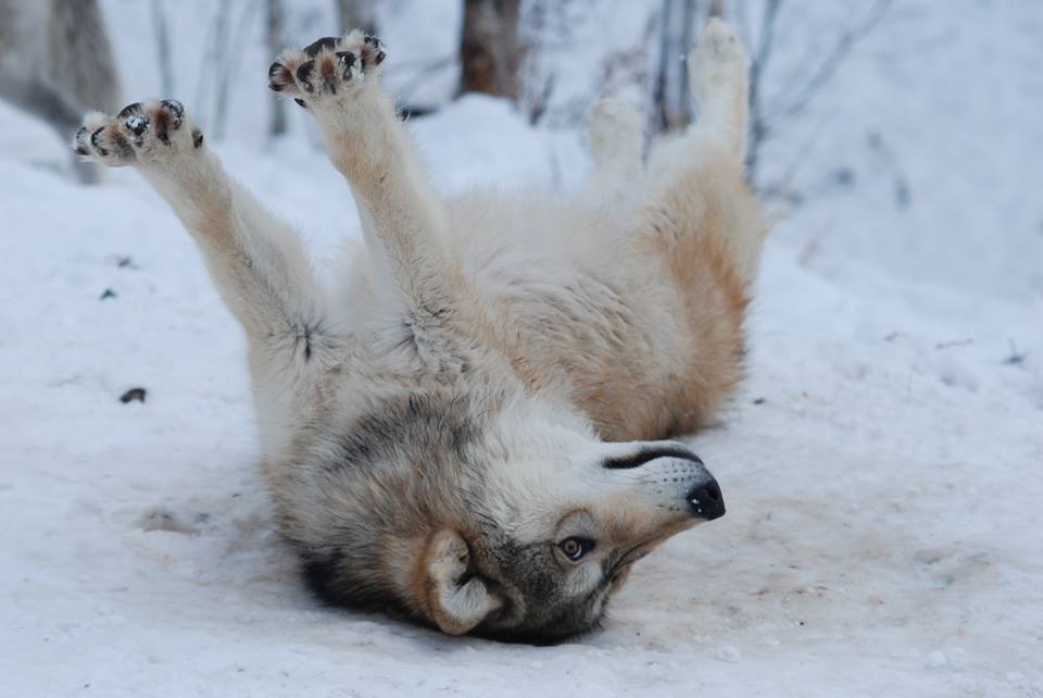 12321299_10208353461824214_8179072037819044820_n