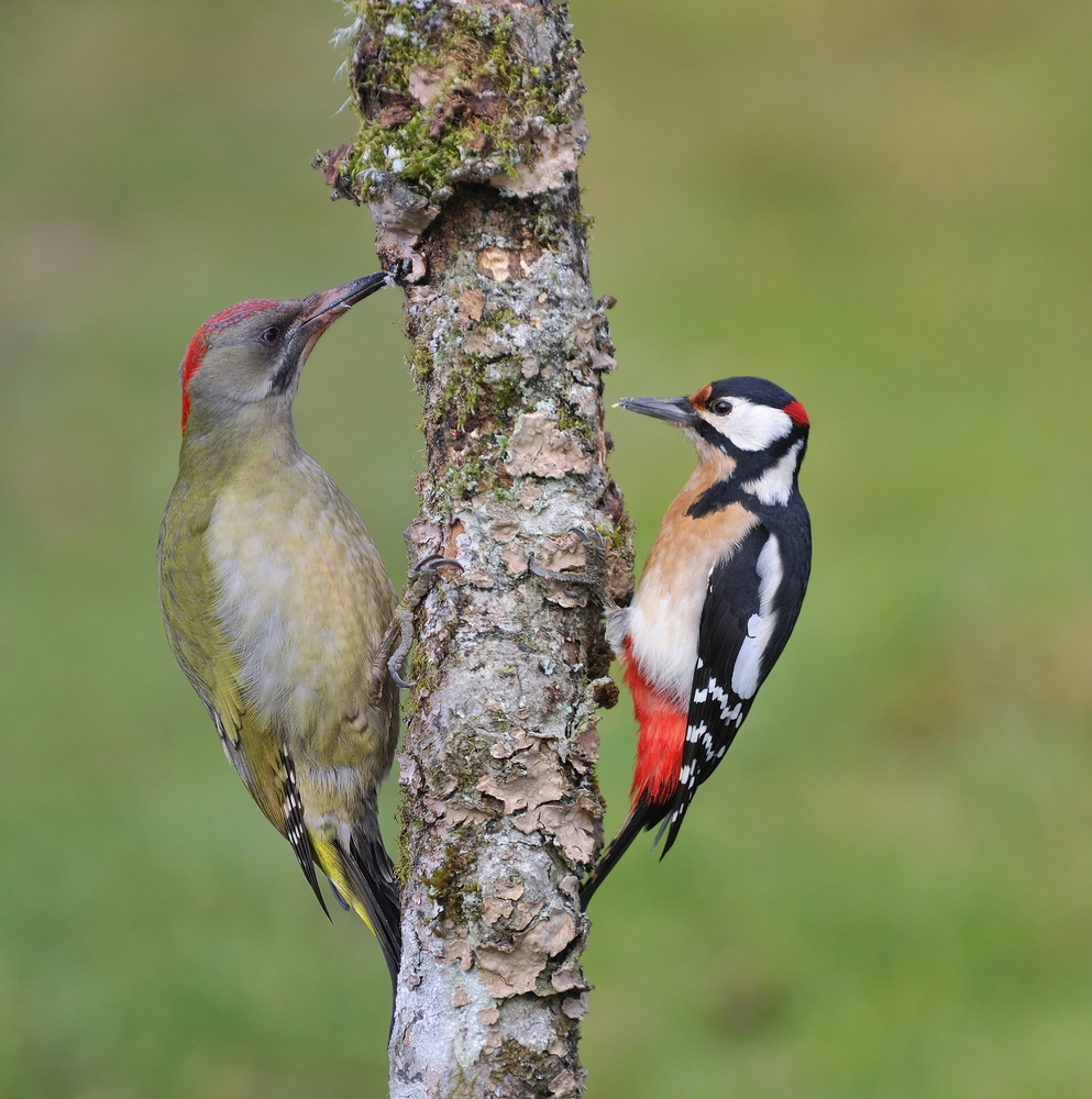 European green woodpecker and  great spotted woodpecker